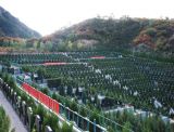 北京市昌平区景仰园和盘龙台公墓哪个好？