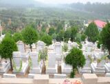 北京的墓地陵园的使用期限真的只有20年吗？
